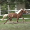 Miniature horse driving prospect